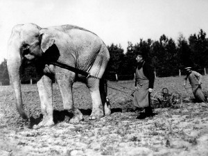 Първият зоопарк у нас отворил врати през 1888 г. в двореца на Фердинанд
 