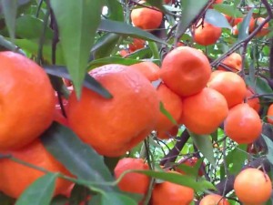 Продават отровни лимони и мандарини
