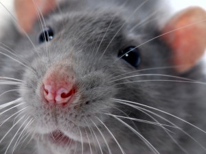 Ужас! Плъхове мутанти изядоха котките в София

 
