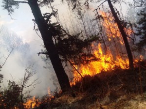 Овладяха пожара край Смолян