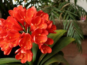 Нежната Кливия се нуждае от филтрирана светлина 
 