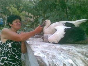 
Щъркелът Черко е почетен жител на село Северняк