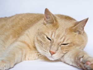 Котка, спасила стопанката си, стана Герой на годината