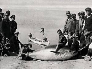 Появи се черноморската скумрия, дето изчезна през 1968 г.
 