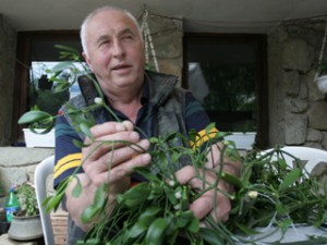 “Еньова китка” лекува всяка болест, неспокойствие или магия
 