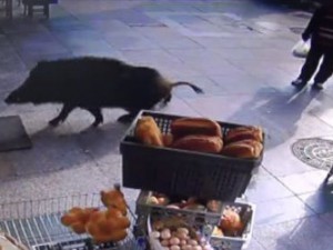 Глиган изплува от Босфора, подгони жители на Истанбул 