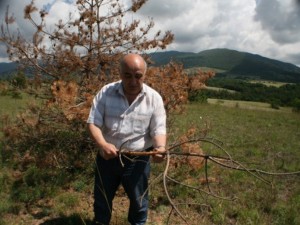 Свиреп корояд нападна горите ни