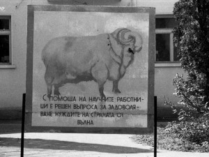 Фотоспомени от НРБ: Във всеки дом - добитък! 