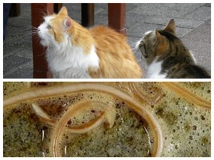 Котешки паразити ни докарват рак и алкохолизъм