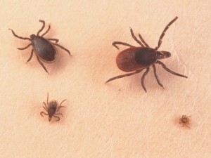 Лаймската болест води до тежък артрит