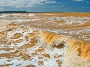 Черно море пожълтя