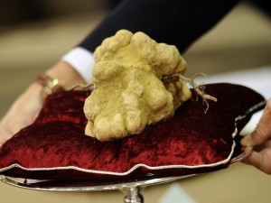 Тузари броят $209 000 за гъба „Бял трюфел”
