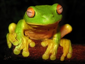 Коя зодия сте според славянския хороскоп
