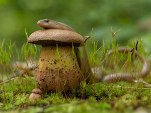 Слепоци плъзнаха край река Марица