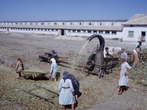 Спомени от соца: Насилиха татко за ТКЗС, влязохме с каруца и една крава