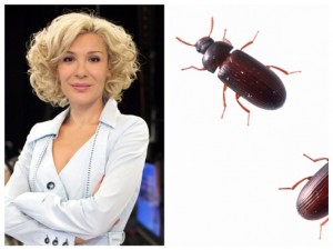 Гала изтрещя, гълта живи бръмбари в ефир