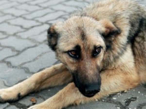 Храниш бездомно куче или котка - 150 лв. глоба!