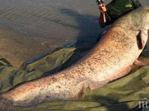 Кюстендилец извади невиждан досега сом
