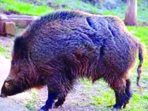 Глиган вилня в хотели в Слънчев бряг