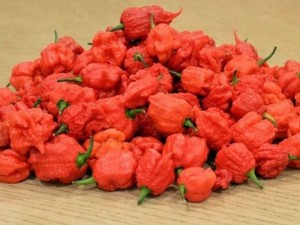„Каролайна Рийпър” – най-лютите чушки в света