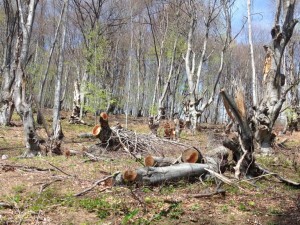 Такава сеч и по турско не е имало