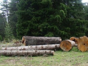 Секат безогледно в Борисовата градина
 
 