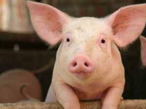 Продават на търг 18 т свински глави