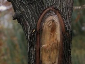  Образът на Света Богородица се яви върху върба