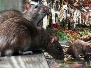 В Джакарта дават по долар и половина за заловен плъх