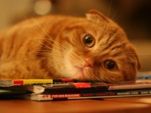 Комични мисли, които ще оправят настроението ви

 