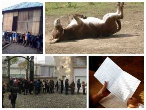 Сговорна дружина магаре избира
