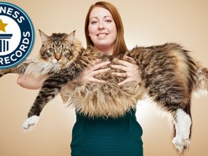 Рекорд за Гинес! Най-дългият котарак в света достигна 119,4 см