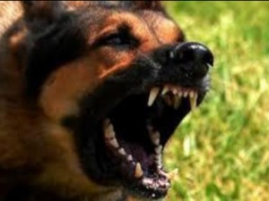10 озверели песа наръфаха билкар