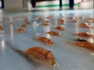 Японци замразиха 5000 риби в ледена пързалка
 