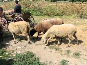 Работех като пастир, чорбаджията ме натири болен без дрехи
 