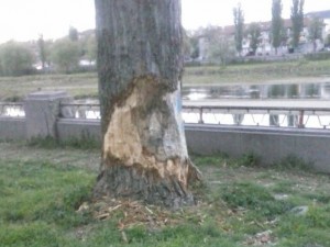 Кой убива тополите край Марица