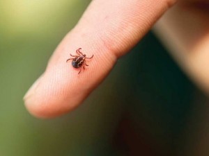 Ужас! Кърлежи пренасят рядък смъртоносен вирус
