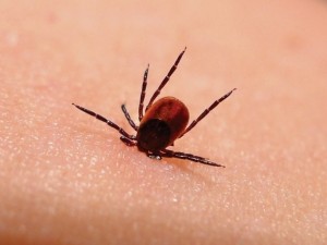 Бум на лаймска болест у нас
 