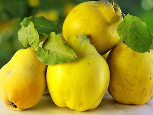 Дюлята цери от конюнктивит 
 