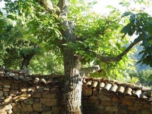 Народно поверие: Не засаждайте орех и черница в двора, носят смърт!