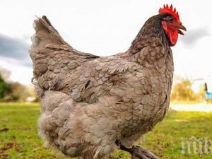 Спомени от соца: Изпълнение на плана за яйцата