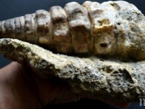 Откриха морски хищник на 508 милиона години