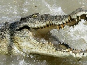 Богаташите ядат пържоли от крокодил на Коледа
