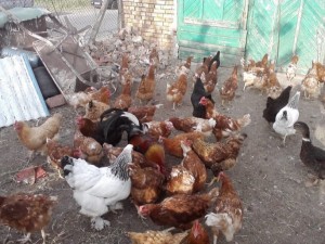 Разгадаха езика на кокошките