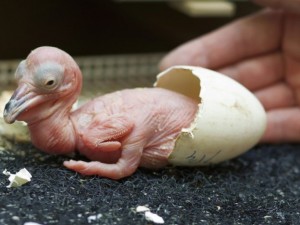 Излюпиха се първите пеликанчета