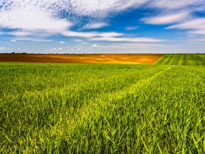 Земите в Добруджа най-скъпи