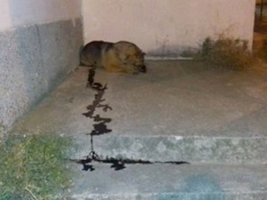 Издириха мъж за гавра с кучета