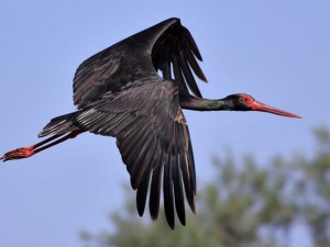 Черни щъркели се излюпиха в Балкана