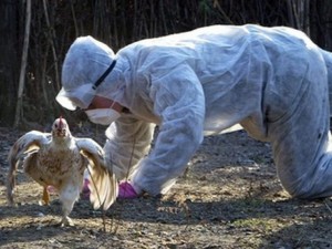 Избиват птиците в Добруджа
 