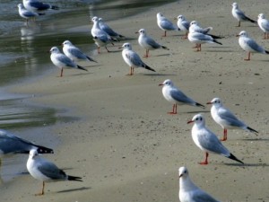 Гларуси бомбардират плажуващи край Варна